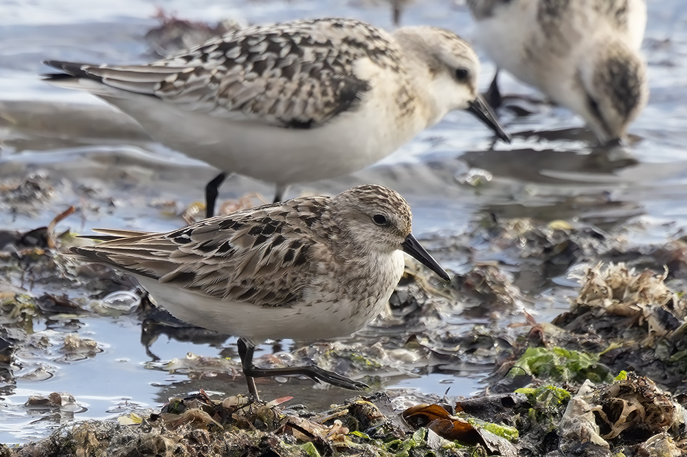 semipalmated sandpiper